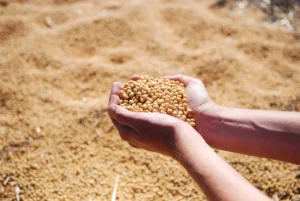 Brasil se encaminha para importar volume recorde de soja em 2024