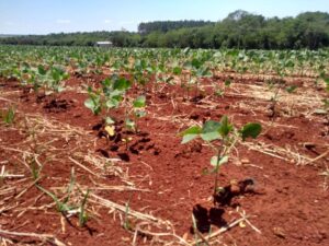 Área de soja poderia crescer até 36,6 milhões de hectares sem desmatamento, diz estudo
